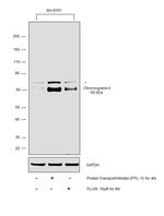 Chromogranin A Antibody in Western Blot (WB)