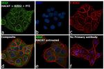 VEGF Antibody