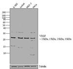 VEGF Antibody in Western Blot (WB)