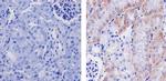 VEGF Antibody in Immunohistochemistry (Paraffin) (IHC (P))