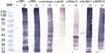 PMEL Antibody in Western Blot (WB)