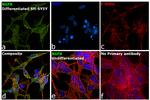 NGFR Antibody