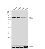 NGFR Antibody in Western Blot (WB)