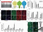 Thrombospondin 1 Antibody in Immunocytochemistry (ICC/IF)