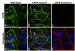 EGFR Antibody in Immunocytochemistry (ICC/IF)