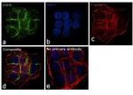 EGFR Antibody in Immunocytochemistry (ICC/IF)