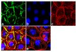 EGFR Antibody in Immunocytochemistry (ICC/IF)