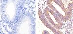 MUC1 Antibody in Immunohistochemistry (Paraffin) (IHC (P))