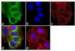 Cytokeratin 8/18 Antibody in Immunocytochemistry (ICC/IF)