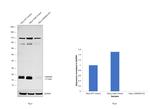 p14ARF Antibody in Western Blot (WB)