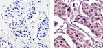 c-Abl Antibody in Immunohistochemistry (Paraffin) (IHC (P))