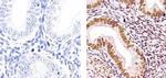 Progesterone Receptor Antibody in Immunohistochemistry (Paraffin) (IHC (P))