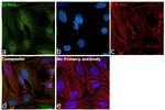 Cyclin D1 Antibody in Immunocytochemistry (ICC/IF)