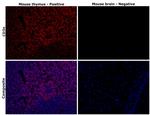 CD3e Antibody in Immunohistochemistry (Paraffin) (IHC (P))