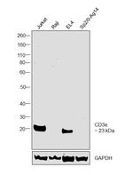 CD3e Antibody