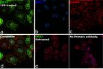 COX2 Antibody in Immunocytochemistry (ICC/IF)