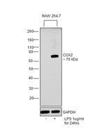 COX2 Antibody in Western Blot (WB)