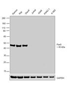 PAX5 Antibody