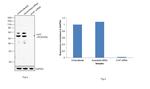 alpha-1 Antitrypsin Antibody in Western Blot (WB)