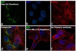 AFP Antibody in Immunocytochemistry (ICC/IF)