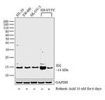 ID2 Antibody