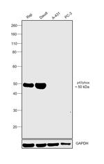 p47phox Antibody