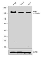 EEA1 Antibody in Western Blot (WB)