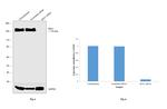 EEA1 Antibody in Western Blot (WB)