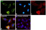 BAD Antibody in Immunocytochemistry (ICC/IF)