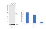 BAD Antibody in Western Blot (WB)