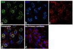 PKM1/PKM2 Antibody in Immunocytochemistry (ICC/IF)