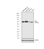 PKM1/PKM2 Antibody in Western Blot (WB)