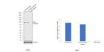 PKM1/PKM2 Antibody