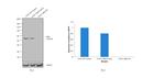 LKB1 Antibody in Western Blot (WB)