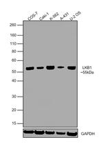 LKB1 Antibody in Western Blot (WB)