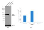 LKB1 Antibody