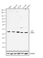 p35 Antibody in Western Blot (WB)