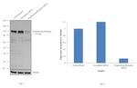 Progesterone Receptor Antibody in Western Blot (WB)