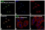 c-Met Antibody