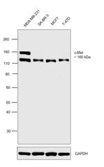 c-Met Antibody in Western Blot (WB)