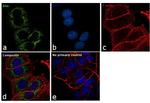 Bim Antibody in Immunocytochemistry (ICC/IF)