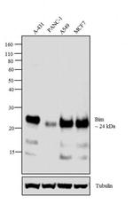 Bim Antibody in Western Blot (WB)