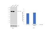 AXIN1 Antibody in Western Blot (WB)