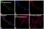 Axl Antibody in Immunocytochemistry (ICC/IF)