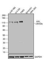 Axl Antibody in Western Blot (WB)