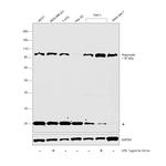 AGO2 Antibody in Western Blot (WB)