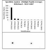 H3K36me2 Antibody in Peptide array (ARRAY)