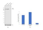 ATM Antibody