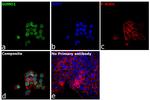 SUMO1 Antibody in Immunocytochemistry (ICC/IF)