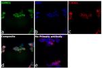 SUMO1 Antibody in Immunocytochemistry (ICC/IF)